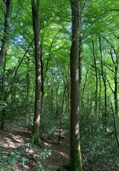 A picture containing an tree, outdoor forest plants.