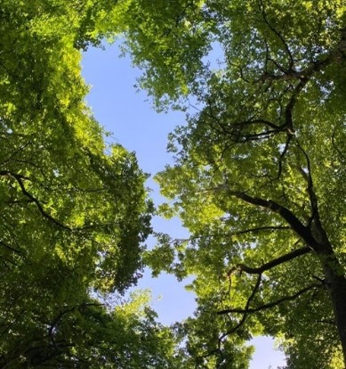 Looking up at trees with blue sky.